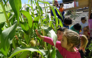 Lee más sobre el artículo Párvulos siembran y cosechan los alimentos que consumen en lúdicas actividades pedagógicas