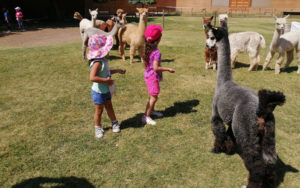 Lee más sobre el artículo Párvulos comparten con alpacas en su medio natural