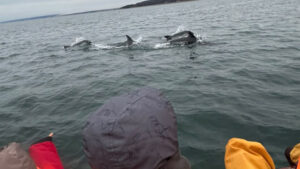 Lee más sobre el artículo Niñas y niños realizan avistamiento de delfines en el Estrecho de Magallanes